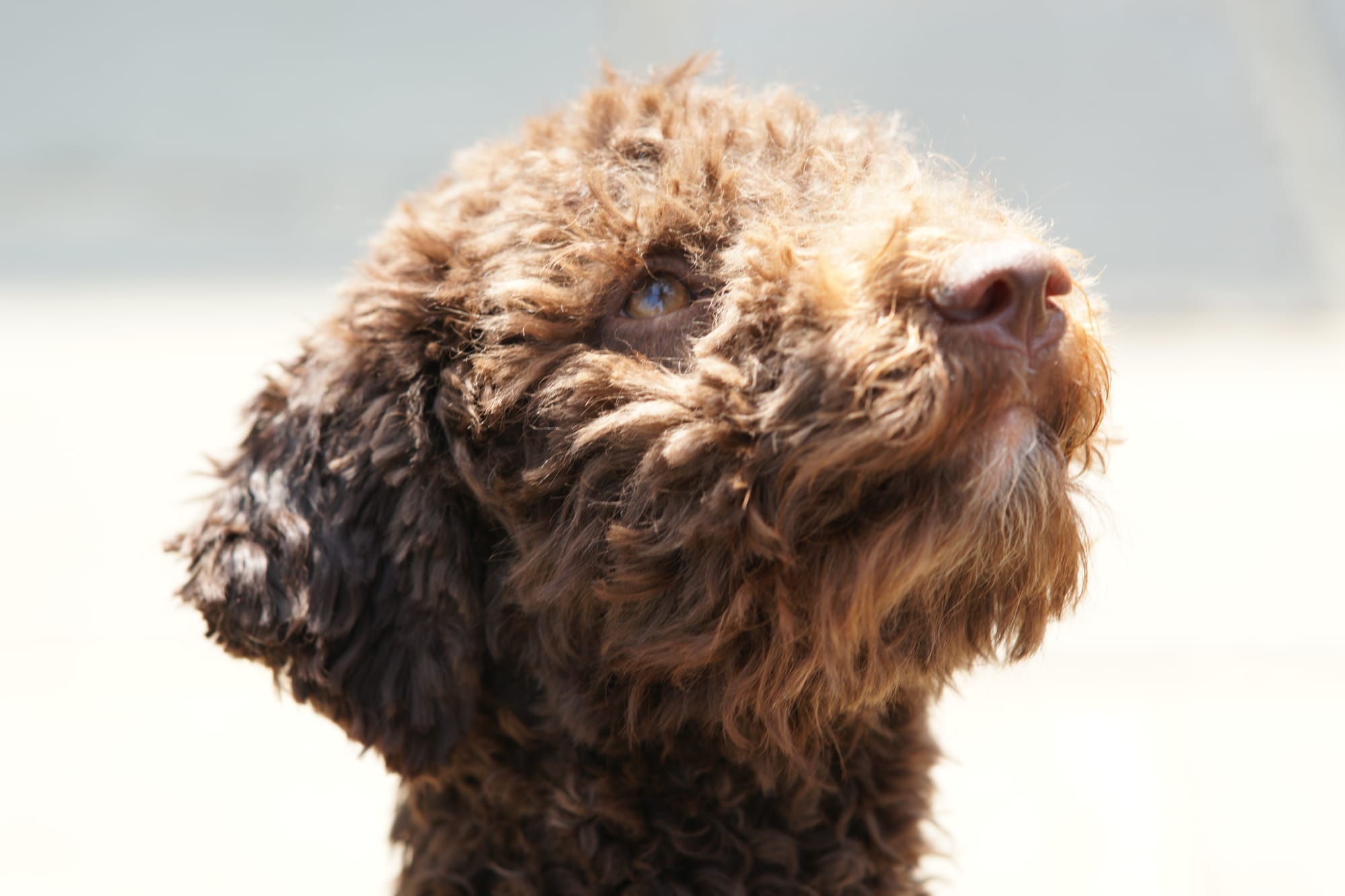 Did dogs advance civilisation?